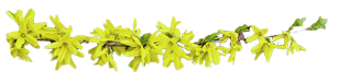 forsythia